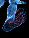 The Plantar Nerve