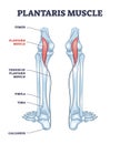 Plantaris muscle as leg superficial posterior compartment outline diagram Royalty Free Stock Photo