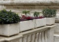 Plantars Vatican Museum courtyard