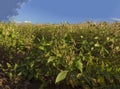 Plantation - Agricultural green soybean field landscape, on sunny day Royalty Free Stock Photo