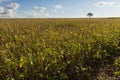 Plantation - Agricultural green soybean field landscape, on sunny day Royalty Free Stock Photo