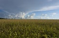 Plantation - Agricultural green soybean field landscape, on sunny day Royalty Free Stock Photo