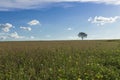 Plantation - Agricultural green soybean field landscape, on sunny day Royalty Free Stock Photo