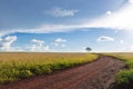 Plantation - Agricultural green soybean field landscape, on sunny day Royalty Free Stock Photo