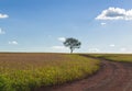 Plantation - Agricultural green soybean field landscape, on sunny day Royalty Free Stock Photo