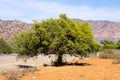 Plantation of argan trees, Morocco