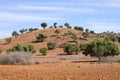 Plantation of argan trees, Morocco