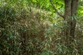 Plantation of bamboo plants in the forest Royalty Free Stock Photo