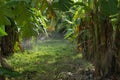 Plantation Of Banana Trees
