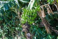 Plantation of bananas, bunch of banana, plant