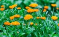 Plantation of beautiful calendula for medicinal preparation