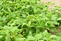 Plantation of bell pepper bushes in the garden. Royalty Free Stock Photo