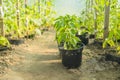 Plantation bell peppers in the agricultural greenhouse.The seedlings of bell pepper in greenhouse with sun light Royalty Free Stock Photo