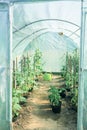 Plantation bell peppers in the agricultural greenhouse.The seedlings of bell pepper in greenhouse with sun light Royalty Free Stock Photo