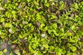 Plantation of biologic green salad