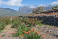 Plantation of blooming proteas. Proteas flower. Sugarbushes