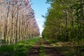 Plantation of blossoming Paulownia trees and country road