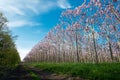 Plantation of blossoming Paulownia trees and country road