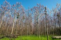 Plantation of blossoming Paulownia trees in the spring