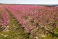 Plantation of blossoming peach trees