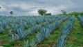 Plantation of blue agave in the field Royalty Free Stock Photo