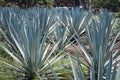 Plantation of blue agave, tequila, mexico