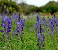 Plantation of blue lupine