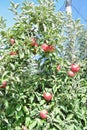 Braeburn and Idared apple orchard in autumn