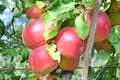 Braeburn and Idared apple orchard in autumn