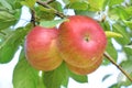 Braeburn and Idared apple orchard in autumn