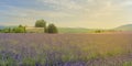 Plantation of bunch of lavender in provence Royalty Free Stock Photo