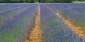 Plantation of bunch of lavender in provence Royalty Free Stock Photo