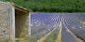 Plantation of bunch of lavender in provence Royalty Free Stock Photo