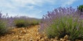 Plantation of bunch of lavender in provence Royalty Free Stock Photo