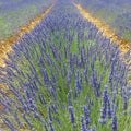 Plantation of bunch of lavender in provence Royalty Free Stock Photo