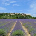 Plantation of bunch of lavender in provence -south of france - Royalty Free Stock Photo