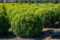 Plantation of buxus boxwood plants in ball shape