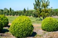 Plantation of buxus boxwood plants in ball shape