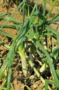 Plantation of calcots, catalan sweet onions