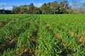 Plantation of calcots, catalan sweet onions