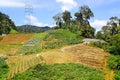 Plantation Cameron highlands, Malaysia