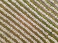 Plantation of cherry trees in springtime, aerial view Royalty Free Stock Photo