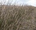 plantation of chokeberry bush after winter season