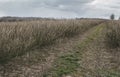 plantation of chokeberry bush after winter season