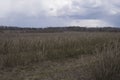 plantation of chokeberry bush after winter season