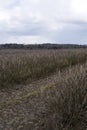 plantation of chokeberry bush after winter season