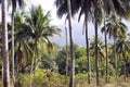 Plantation of coconut trees. Farm. Palawan Island. Royalty Free Stock Photo