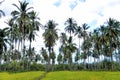 Plantation of coconut trees. Farm. Palawan Island. Royalty Free Stock Photo