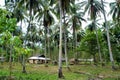 Plantation of coconut trees. Farm. Palawan Island. Royalty Free Stock Photo