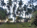 Plantation of coconut trees. Palawan Island. Philippines. Royalty Free Stock Photo